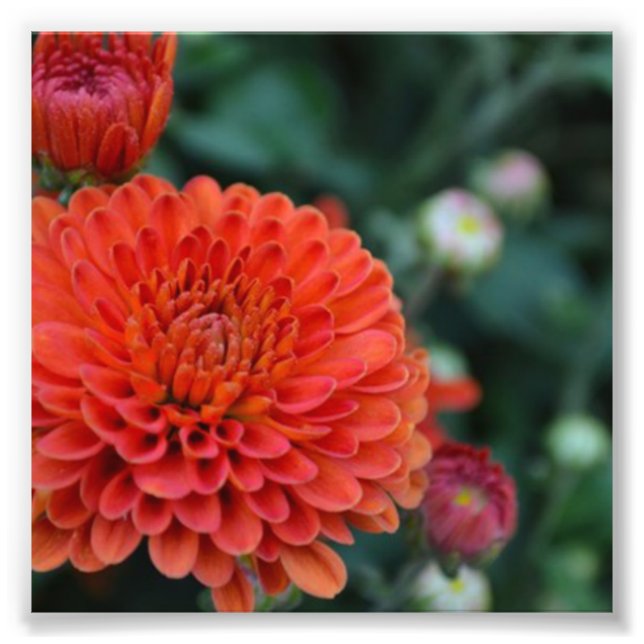 Red Chrysanthemum Photo Print (Front)