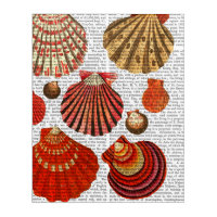 Red Clam Shells