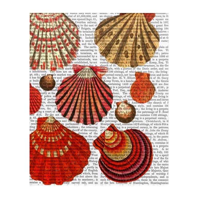 Red Clam Shells Acrylic Print (Front)
