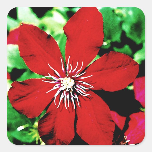 Red Clematis Climbing Flowers Square Sticker (Front)