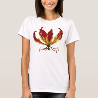 Red climbing Fire lily