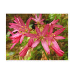 Red Clintonia Flowers at Redwoods Postcard