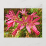 Red Clintonia Flowers at Redwoods Postcard
