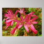 Red Clintonia Flowers at Redwoods Poster