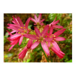 Red Clintonia Flowers at Redwoods Poster