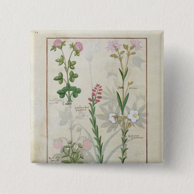 Red clover & Aube Bellidis Onobrychis & Hyssopus Pinback Button (Front)