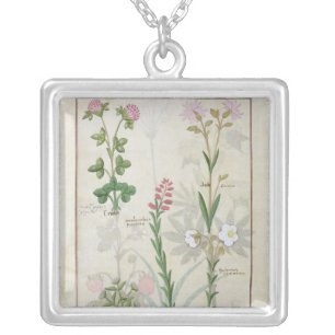 Red clover & Aube Bellidis Onobrychis & Hyssopus Silver Plated Necklace
