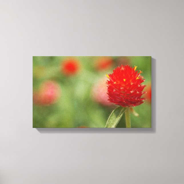 Red Clover Canvas Art (Front)