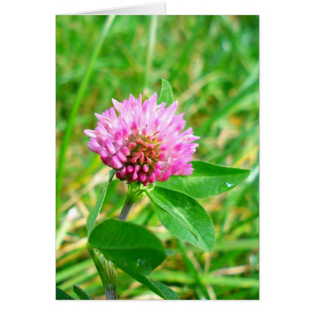 red clover cards (Front)