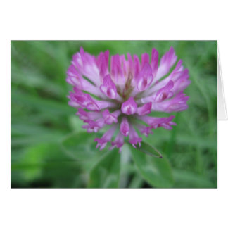 Red clover flower cards
