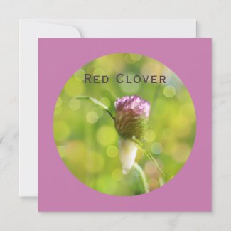 Red Clover Flower on Magenta