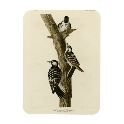 Red_Cockaded Woodpecker Audubons Birds of America Magnet