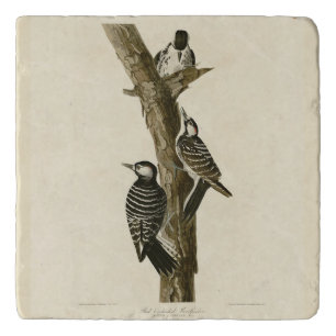 Red-Cockaded Woodpecker Audubon's Birds of America Trivet