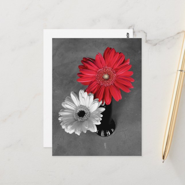 Red Color Splash Gerber Daisy Photograph Postcard (Front/Back In Situ)