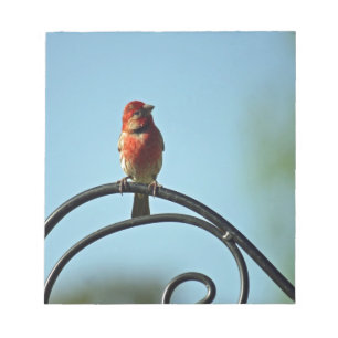 Red Colored Finch on Black Wrought Iron Pole Notepad