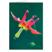 Red Columbine (Front)