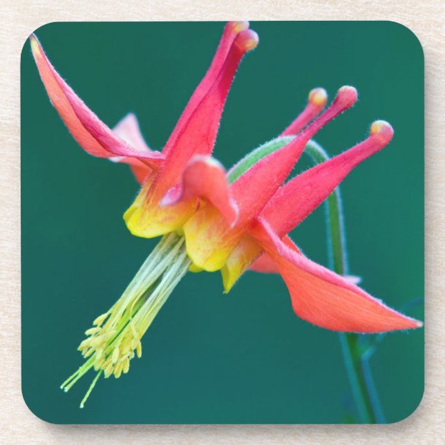 Red Columbine Beverage Coaster (Front)