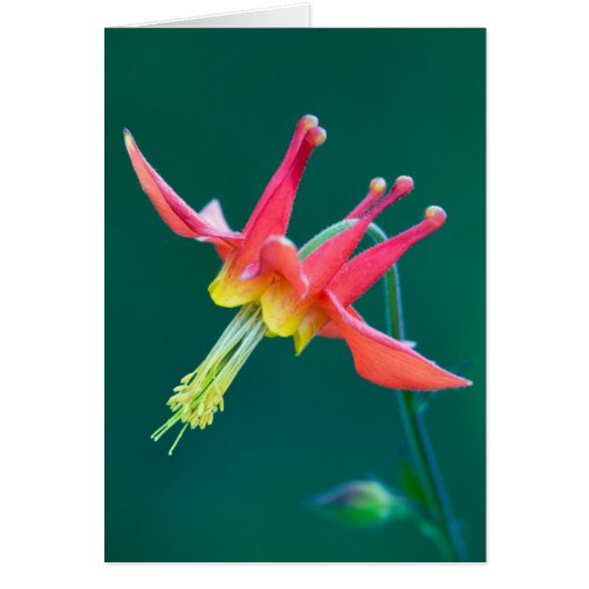 Red Columbine Cards (Front)