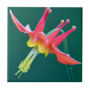 Red Columbine Ceramic Tile