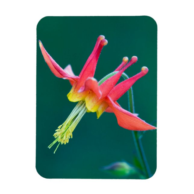 Red Columbine Magnet (Vertical)