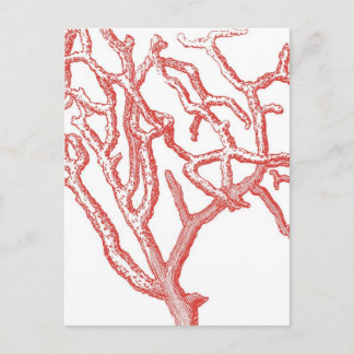 Red Coral Postcard