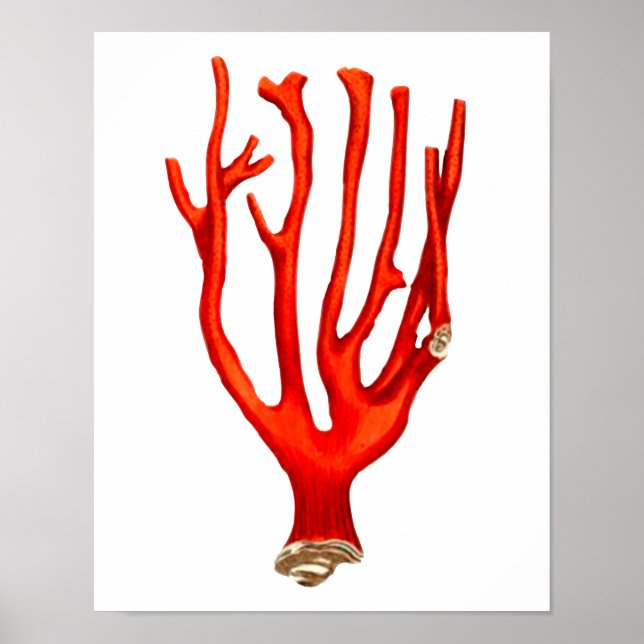 Red coral , sea life illustration poster (Front)
