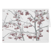 Red Crabapples in Snow (Front Horizontal)