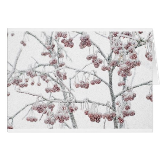 Red Crabapples in Snow Cards (Front Horizontal)