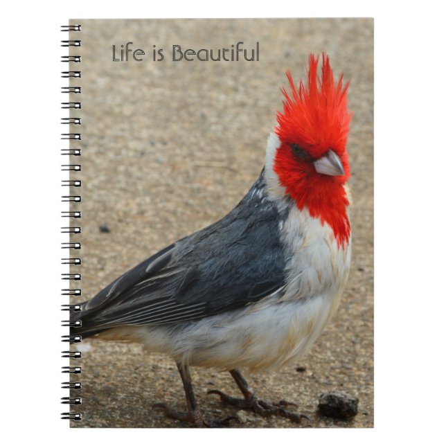 Red Crested Cardinal Bird Kauai (my photography) Notebook (Front)