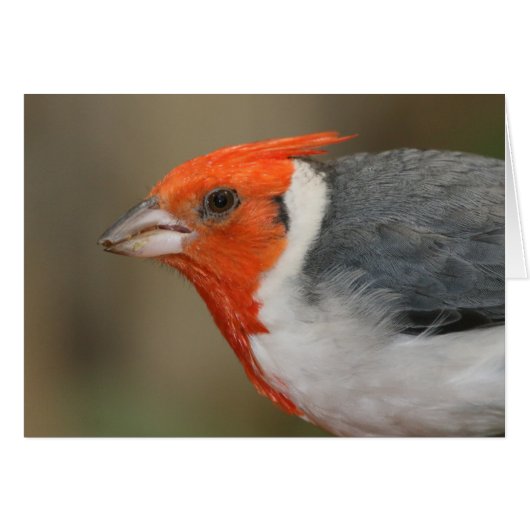 Red Crested Cardinal Cards (Front Horizontal)