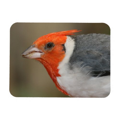 Red Crested Cardinal Magnet