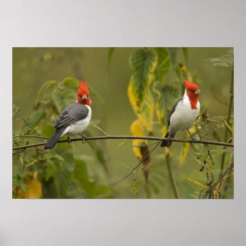 Red_Crested Cardinal Pair Paroaria coronata Poster