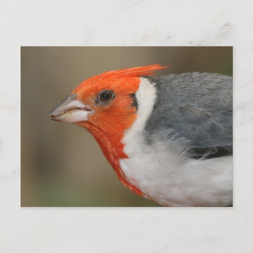 Red Crested Cardinal Postcard
