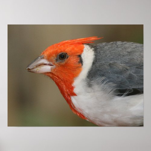 Red Crested Cardinal Poster