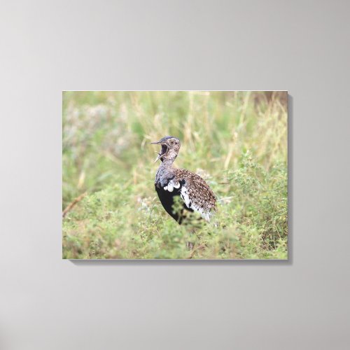 Red Crested Korhaan Canvas Print