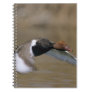 Red-crested Pochard, Netta rufina, male in Notebook