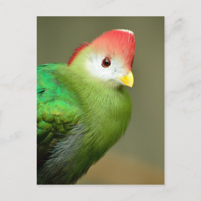 Red-Crested Turaco bird Postcard (Front)