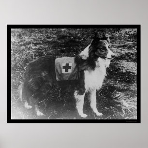 Red Cross Dog in Italy 1909 Poster