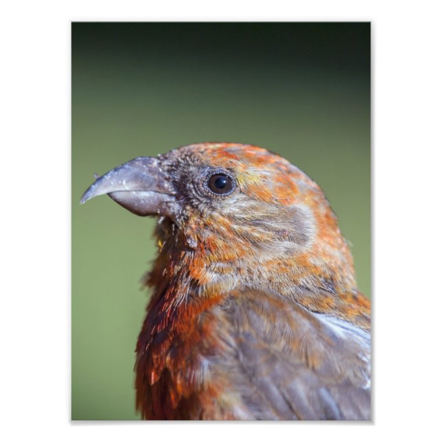 Red Crossbill Photo Enlargement Print (Front)