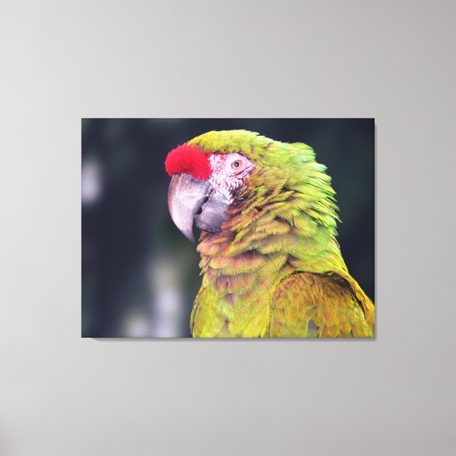 Red-Crowned Amazon Parrot Canvas Print (Front)