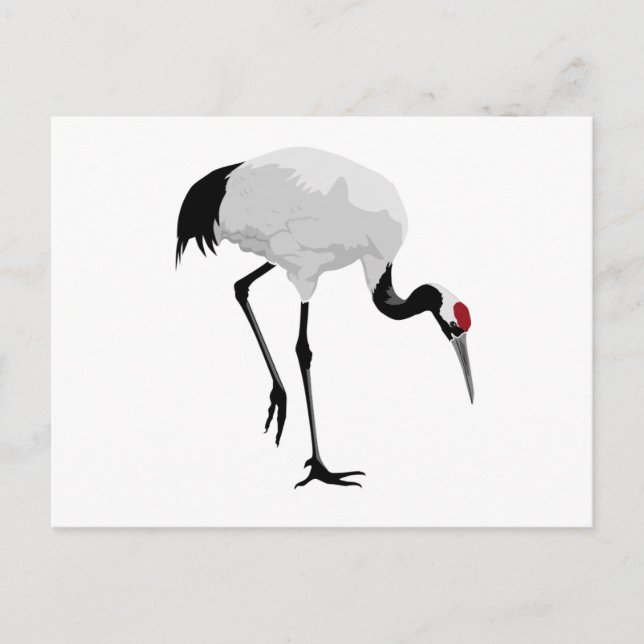 Red-Crowned Crane (a.k.a. Japanese Crane) Postcard (Front)