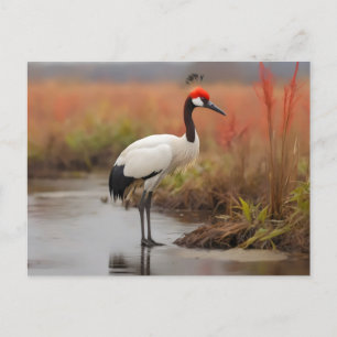 Red Crowned crane standing on water Postcard