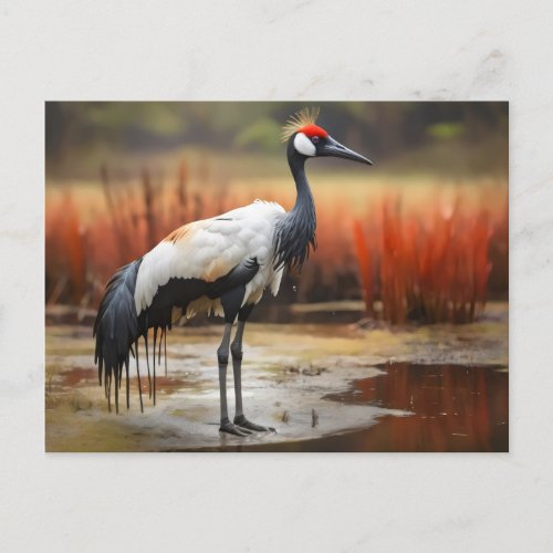 Red Crowned crane standing on water Postcard