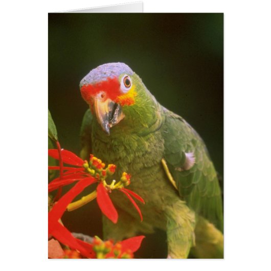 Red-crowned parrot flowers cards (Front)