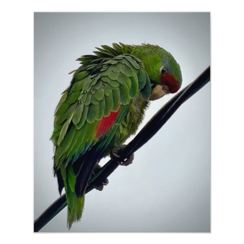 Red_crowned Parrot Photo Print
