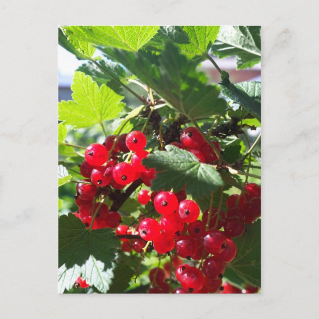 Red currant postcard (Front)