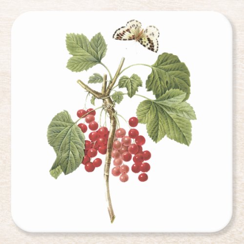 red currantRibes rubrum by Redout Square Paper Coaster