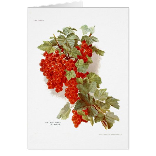Red Currant 'The Southwell' Cards (Front)