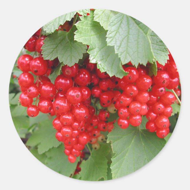 Red Currants on the Plant. Green Leaves. Classic Round Sticker (Front)