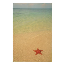 Red Cushion Sea Star | Trinidad, Cuba Wood Wall Decor